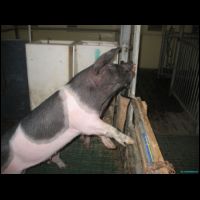 enrichment pro prasata1.jpg